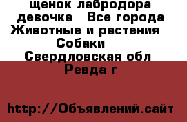 щенок лабродора девочка - Все города Животные и растения » Собаки   . Свердловская обл.,Ревда г.